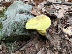 Retiboletus ornatipes
