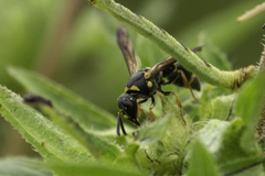 Parancistrocerus perennis
