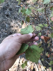 Physocarpus malvaceus