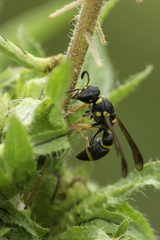 Parancistrocerus perennis