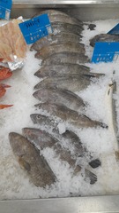 Epinephelus aeneus