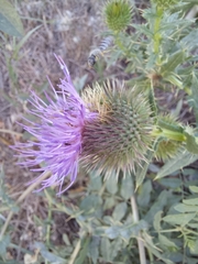 Cirsium ciliatum