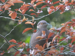 Patagioenas araucana