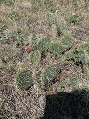 Opuntia cymochila
