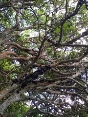 Plinia cauliflora