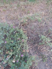 Cirsium ciliatum