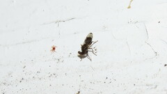 Sphyracephala brevicornis