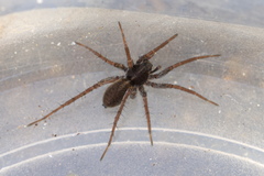 Pardosa agricola