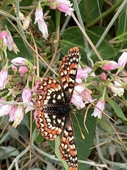 Euphydryas