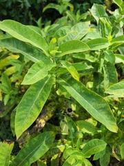 Asclepiadoideae