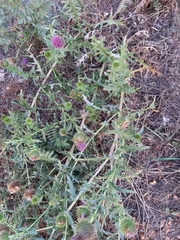 Cirsium ciliatum