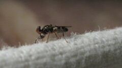 Sphyracephala brevicornis