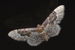 Idaea rusticata