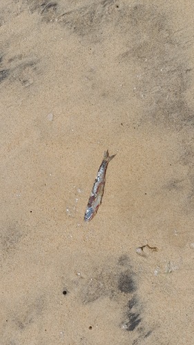 European Anchovy, Saly, Senegal, photo 7 of 10
