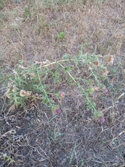 Cirsium ciliatum