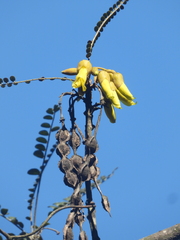 Sophora cassioides