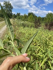 Helianthus grosseserratus