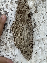 Thysania agrippina