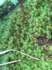Leucobryum glaucum