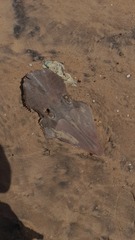 Glaucostegus cemiculus