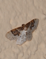 Idaea rusticata