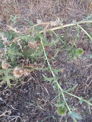 Cirsium ciliatum