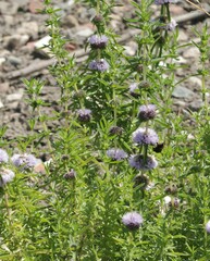 Mentha cervina