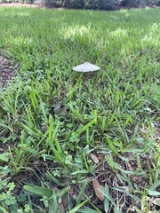Chlorophyllum molybdites