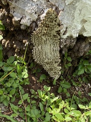 Thysania agrippina