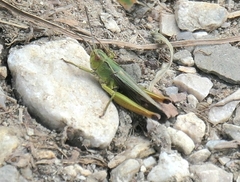 Omocestus viridulus