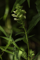 Pedicularis lanceolata