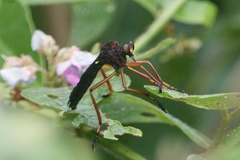 Diogmites platypterus