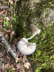 Entoloma serrulatum