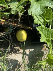 Cucumis melo
