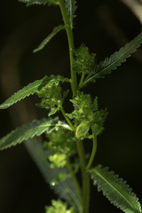 Pedicularis lanceolata