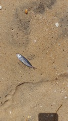 Trachurus