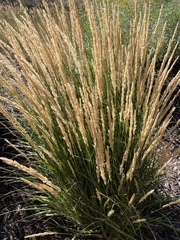 Leymus cinereus
