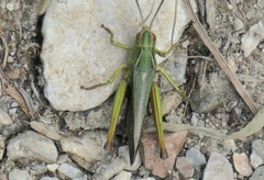 Omocestus viridulus