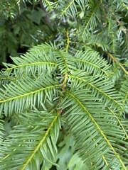 Taxus
