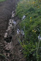 Veronica gentianoides