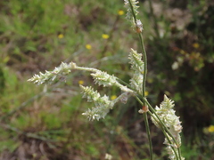 Froelichia floridana