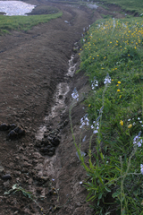 Veronica gentianoides