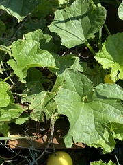 Cucumis melo