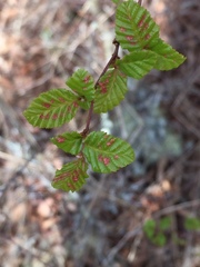 Nothofagus obliqua