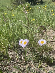 Erigeron glacialis