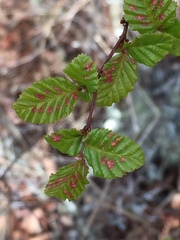 Nothofagus obliqua