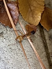 Camponotus americanus