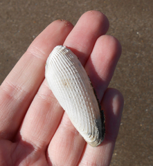 Cyrtopleura lanceolata