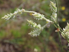 Froelichia floridana