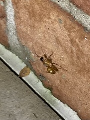 Camponotus americanus